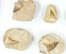 Lot: Large Mosasaur Teeth In Rock - Pieces #77096-2